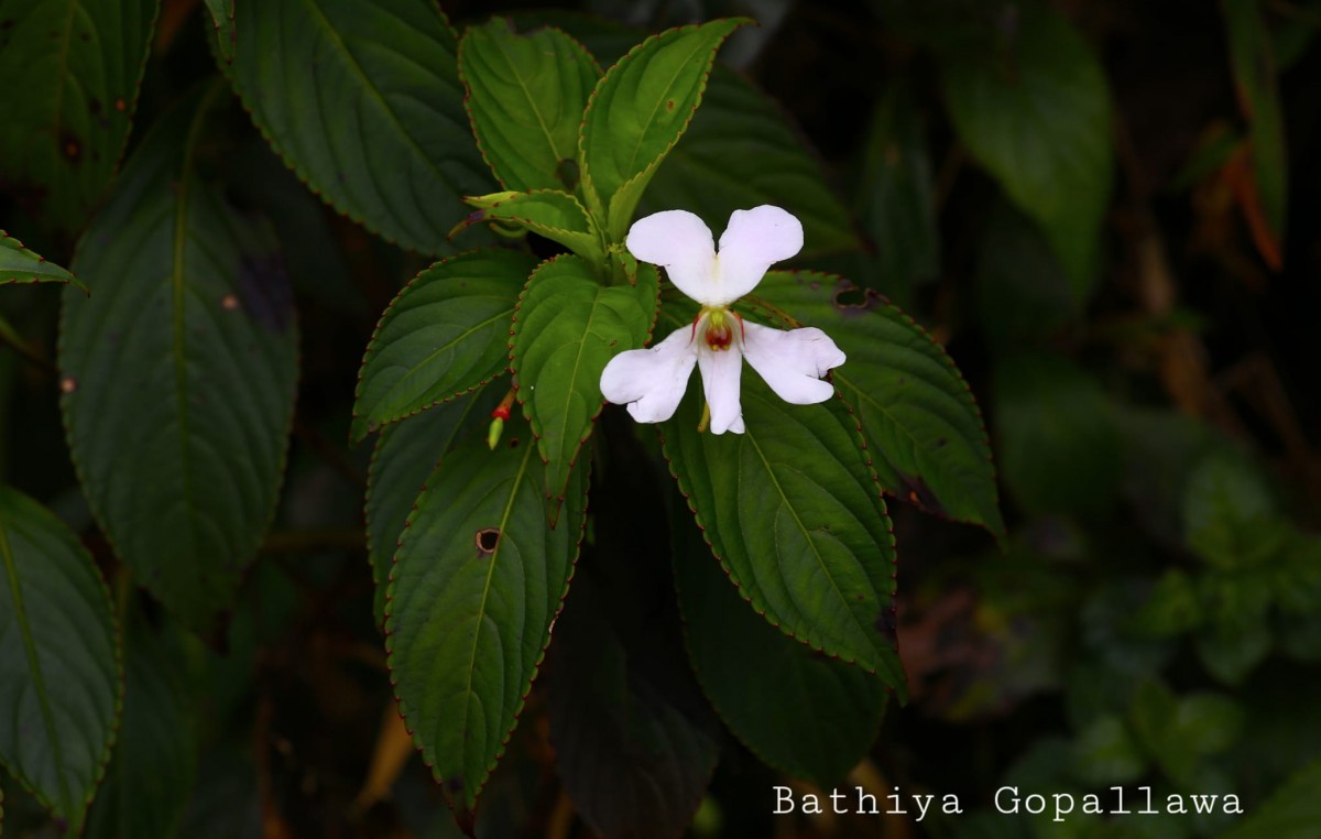 Impatiens cuspidata subsp. bipartita (Arn.) Grey-Wilson